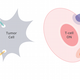 Illustration for article titled Cancer immunotherapy in the news: What is PD-1?